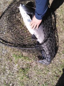 Fish caught in a fishing net